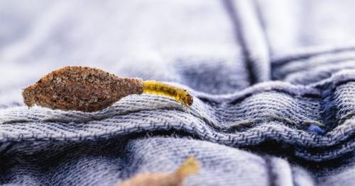 Средство от моли своими руками. Средства от моли