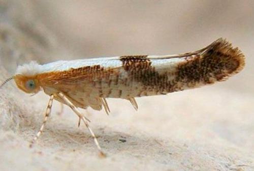 Моль, как избавиться. Как избавиться от моли: все действенные способы