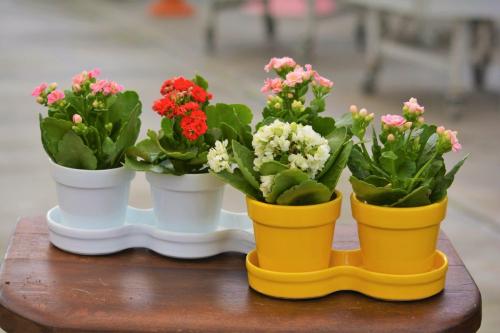 Уход за каланхоэ лекарственным в горшке в домашних условиях. Уход в домашних условиях