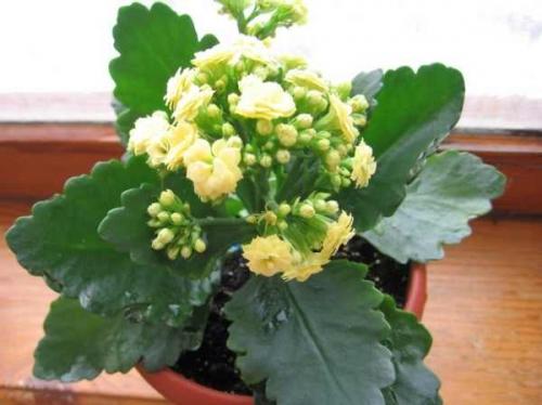 Уход за каланхоэ лекарственным в горшке в домашних условиях. Уход в домашних условиях 09