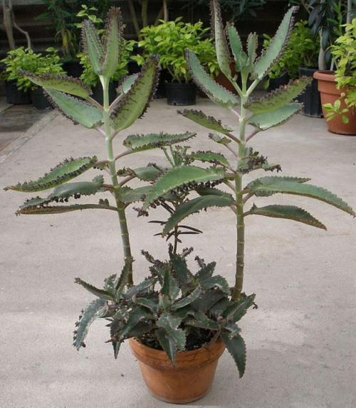 Каланхоэ дегремона: уход. Каланхоэ Дегремона — уход в домашних условиях за зеленым лекарем