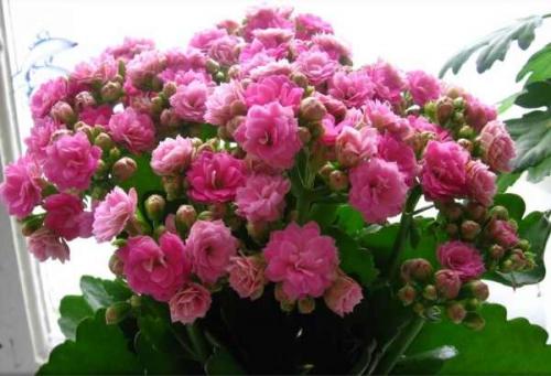 Уход за каланхоэ лекарственным в горшке в домашних условиях. Уход в домашних условиях 08