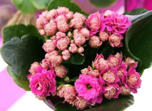 Уход за каланхоэ лекарственным в горшке в домашних условиях. Уход в домашних условиях 12