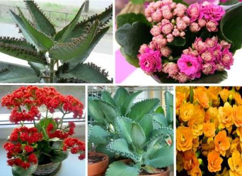 Уход за каланхоэ лекарственным в горшке в домашних условиях. Уход в домашних условиях 07