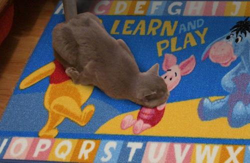 Эффективные способы убрать запах кошачьей мочи в квартире 02