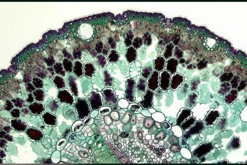 Как убрать неприятные запахи с ковра: эффективные методы и советы 02