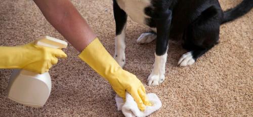 Почему моча оставляет пятна на ковре и как с этим бороться. Как почистить ковролин от мочи