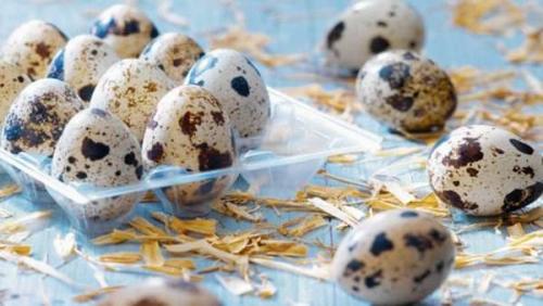 Сколько хранятся вареные перепелиные яйца в холодильнике. Перепелиные яйца: сроки и условия хранения