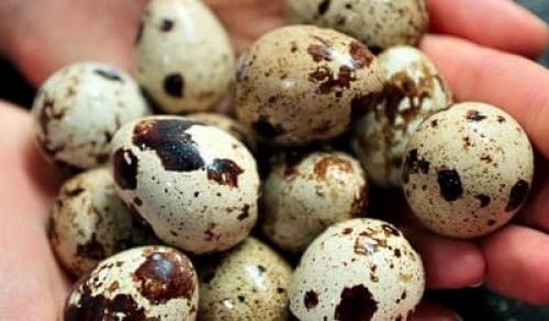 Сколько минут варить перепелиные яйца. Сколько по времени варить перепелиные яйца?