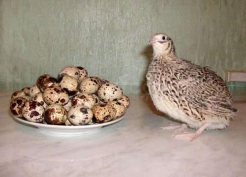 Сколько хранятся вареные перепелиные яйца в холодильнике. Перепелиные яйца: сроки и условия хранения