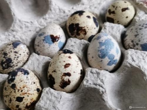 Перепелиное яйцо сколько хранится в холодильнике. Срок хранения в холодильнике 01