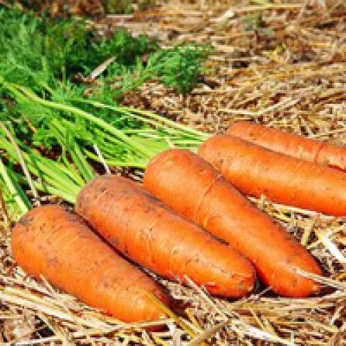 Способы хранения моркови на зиму в домашних условиях. Хранение моркови на зиму в домашних условиях