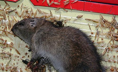 Клей против крыс мышей и других грызунов. Как работают клеевые ловушки и насколько они эффективны