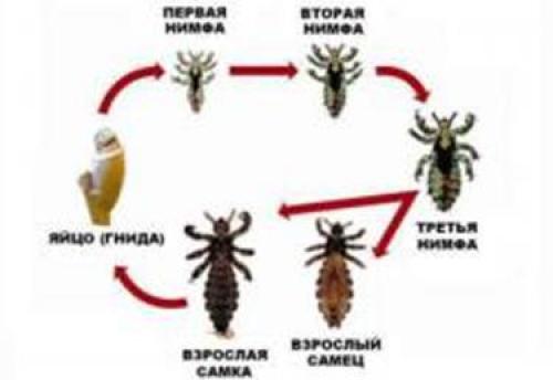 Бельевые вши, как обнаружить. Определение болезни. Причины заболевания 03