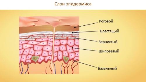 Что делать, если обувь большая в пятке. Лопнула мозоль на ноге