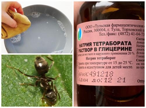 Лучшее средство от муравьев в саду. Эффективные способы борьбы народными средствами