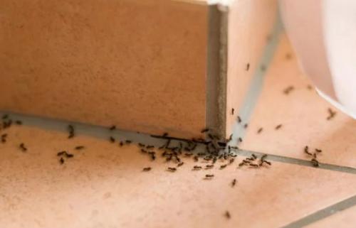Как избавиться от муравьев на кухне